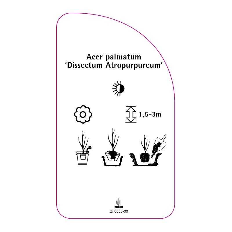 acer-palmatum-dissectum-atropurpureum-0