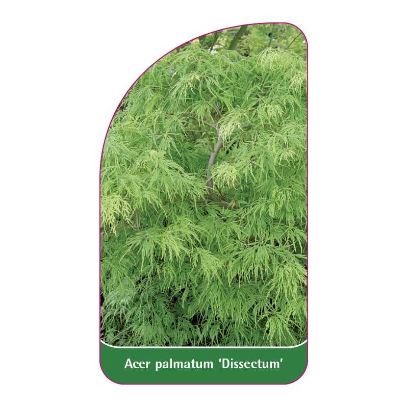 acer-palmatum-dissectum-1