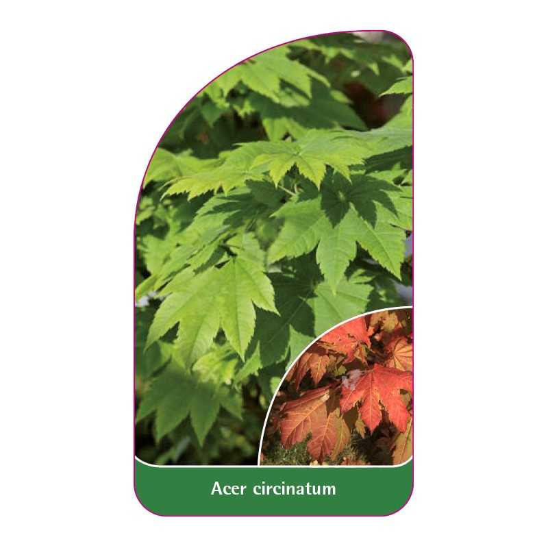 acer-circinatum1
