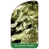 acer-negundo-variegata-1