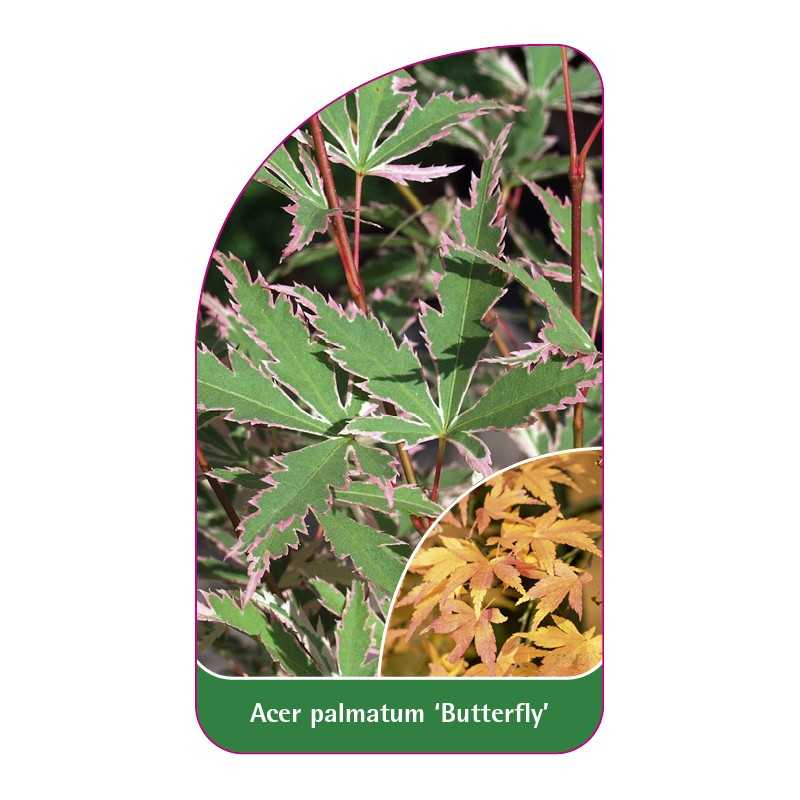 acer-palmatum-butterfly-1