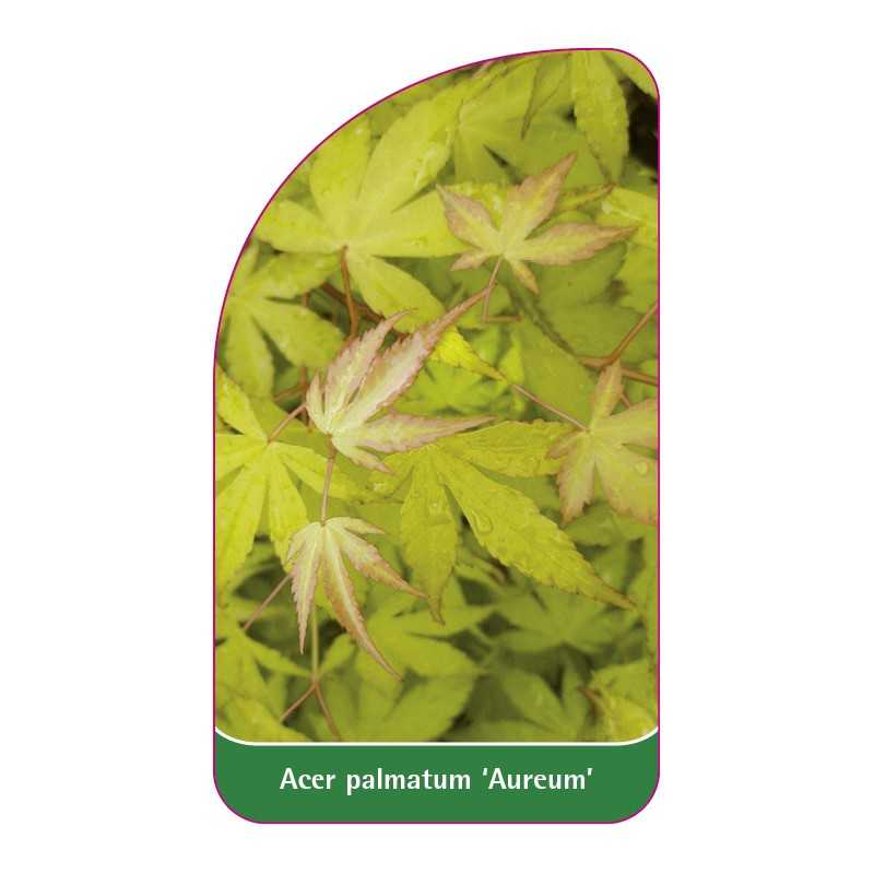 acer-palmatum-aureum-1