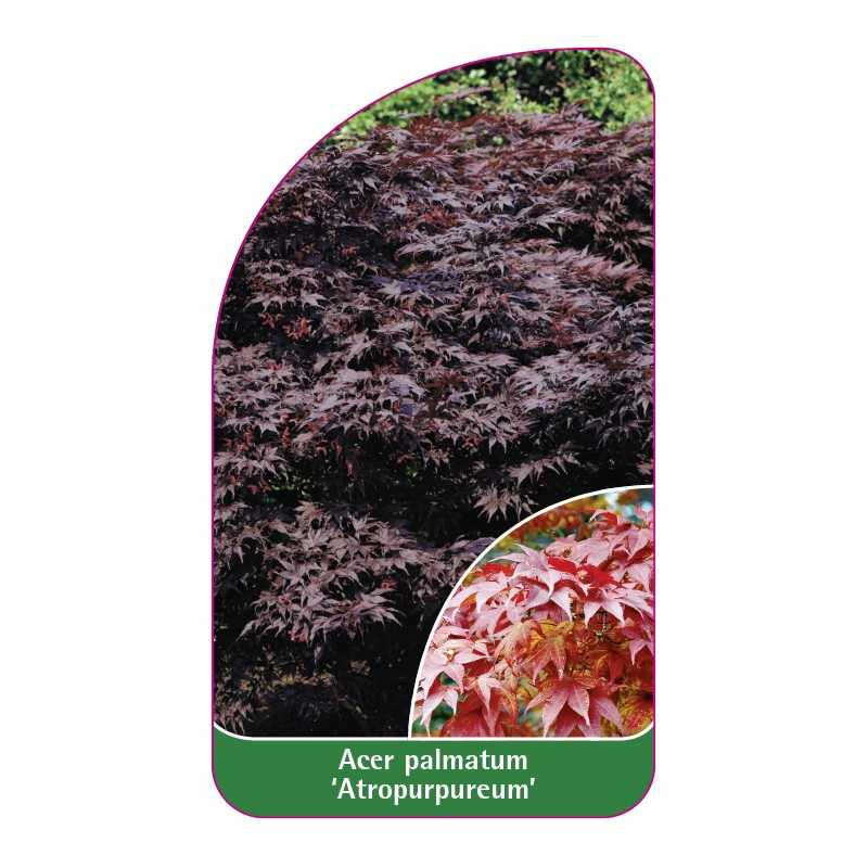 acer-palmatum-atropurpureum-1