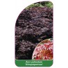 acer-palmatum-atropurpureum-1