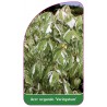 acer-negundo-variegatum-1