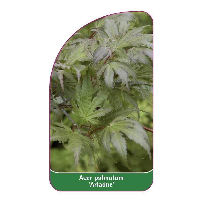 acer-palmatum-ariadne-1