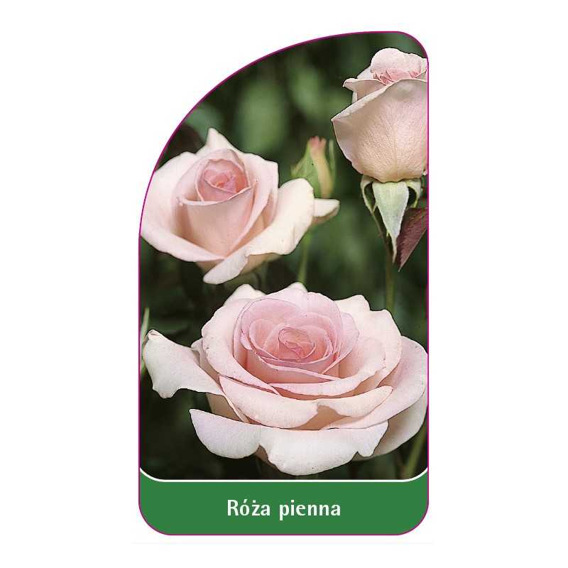 roza-pienna-201