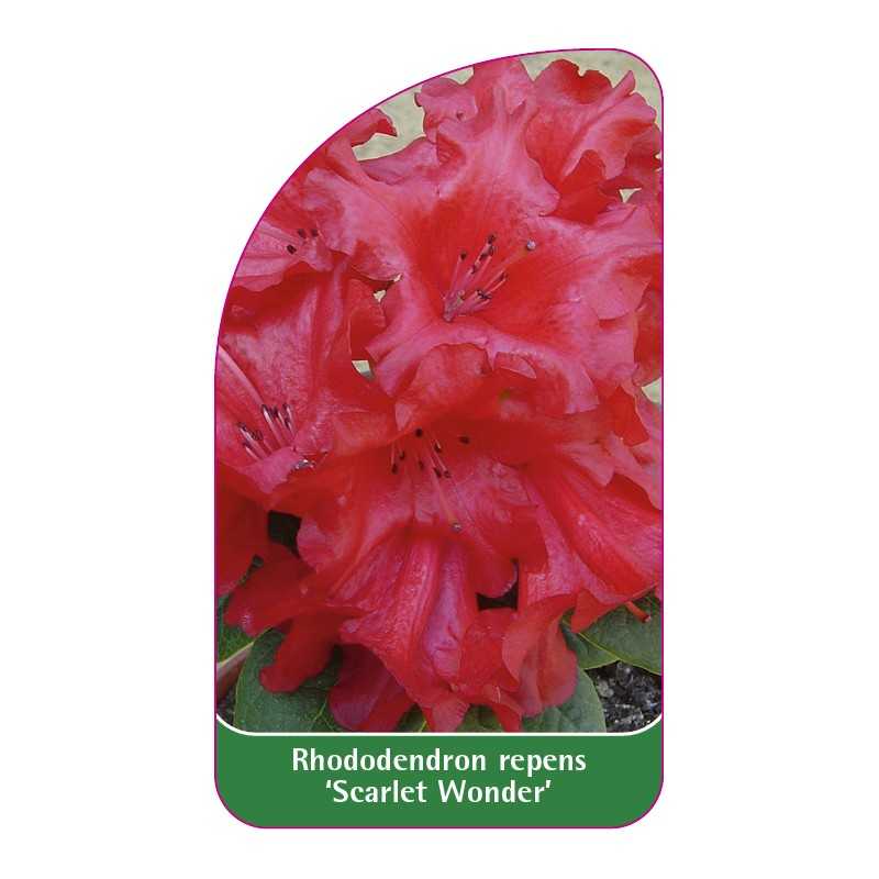 rhododendron-repens-scarlet-wonder-standard1