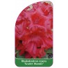 rhododendron-repens-scarlet-wonder-standard1