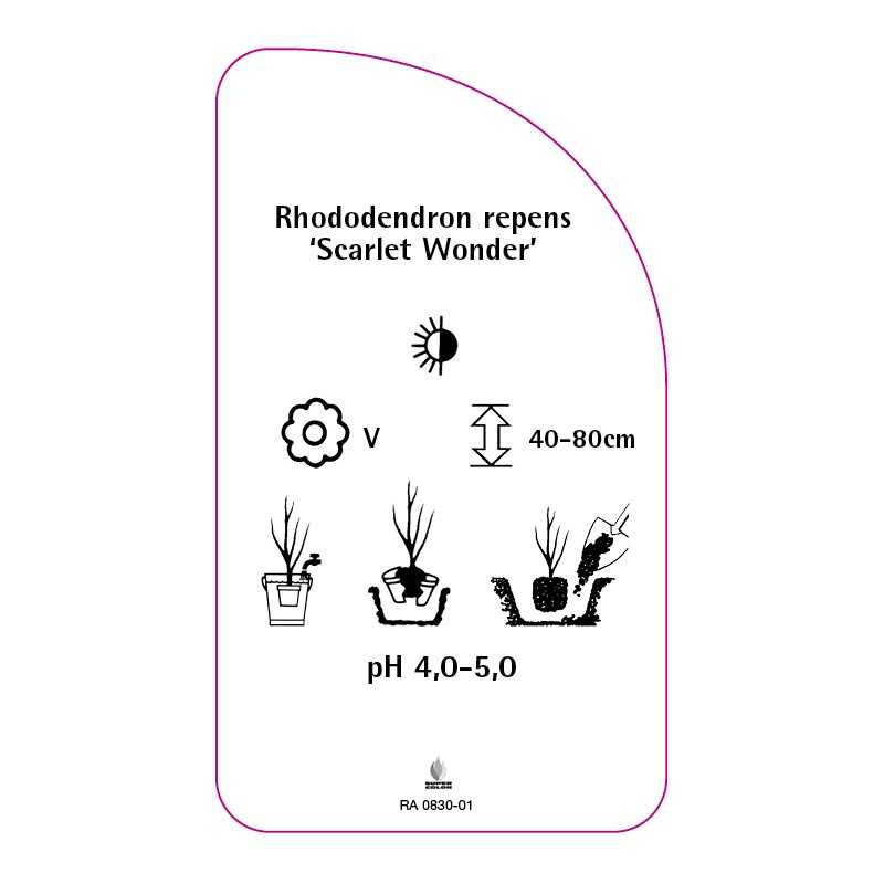 rhododendron-repens-scarlet-wonder-standard0