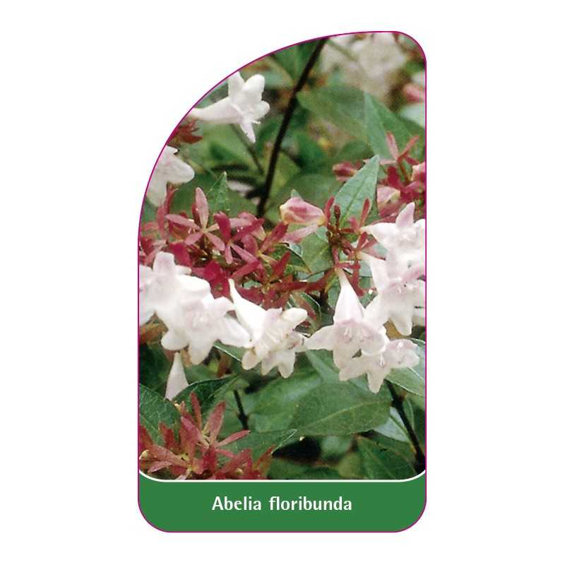abelia-floribunda1