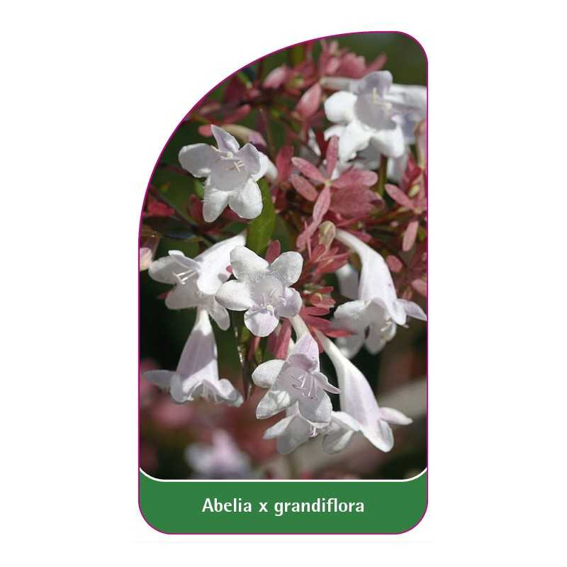 abelia-x-grandiflora1
