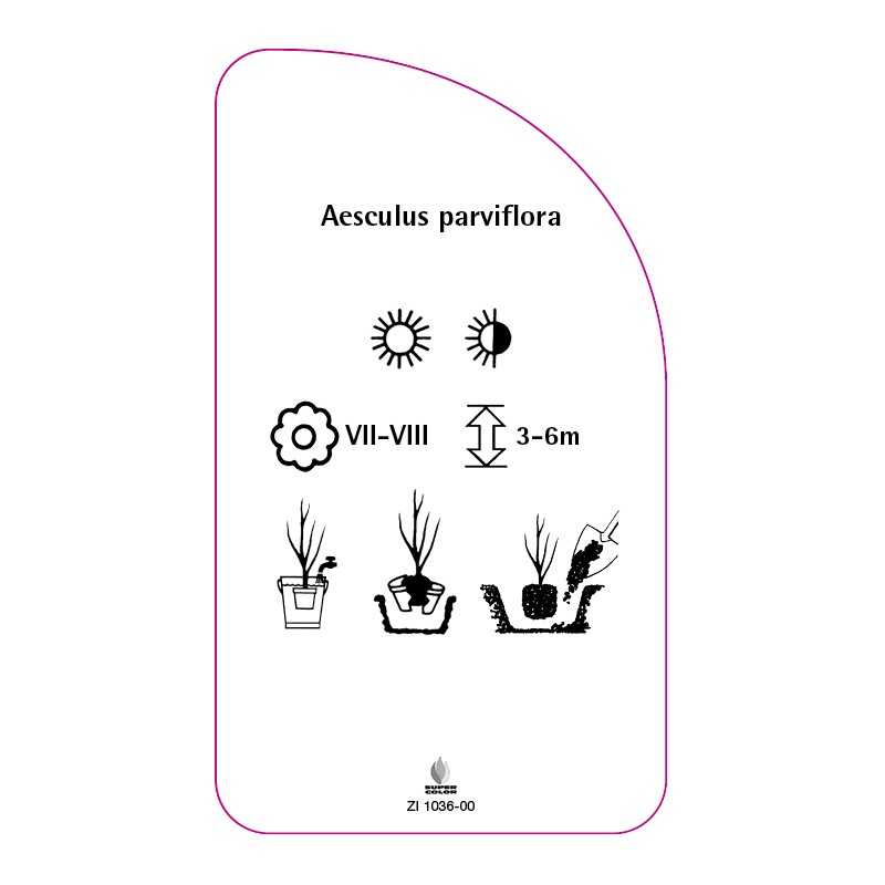 aesculus-parviflora0