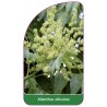 ailanthus-altissima1
