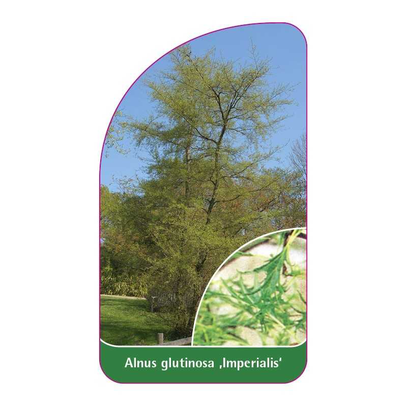 alnus-glutinosa-imperialis-1