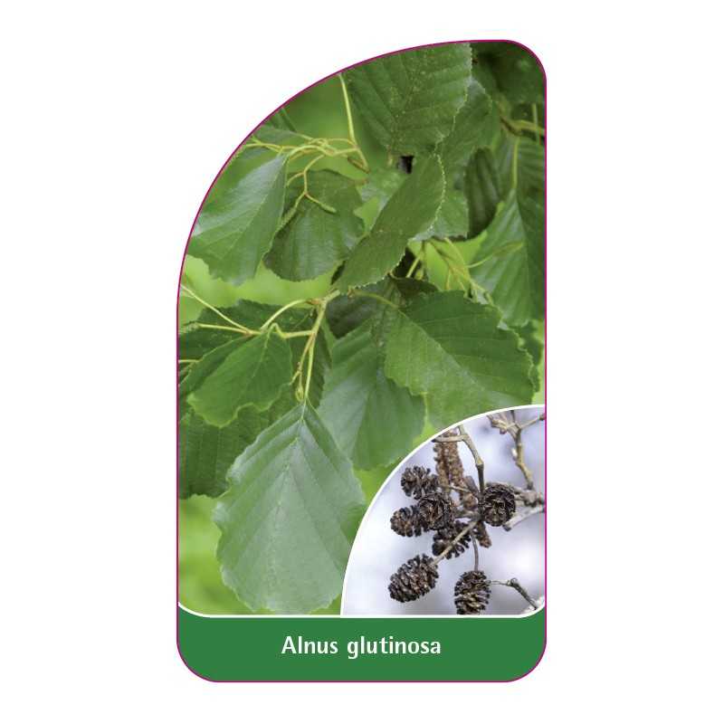 alnus-glutinosa1