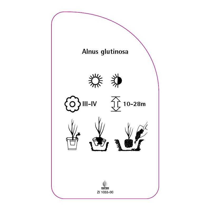 alnus-glutinosa0