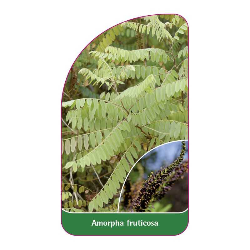 amorpha-fruticosa1