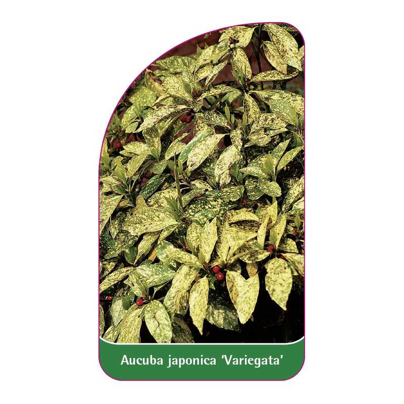 aucuba-japonica-variegata-1