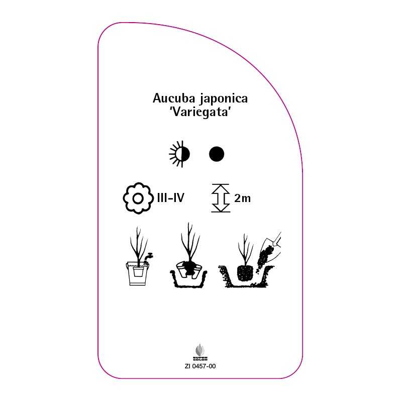aucuba-japonica-variegata-0