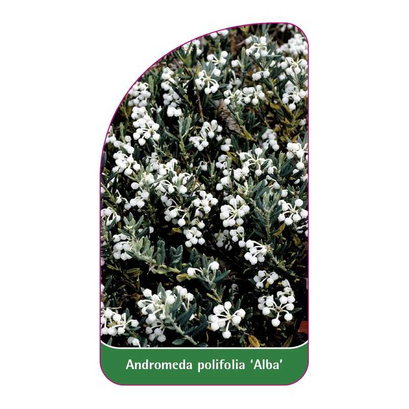 andromeda-polifolia-alba-1