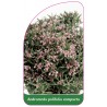 andromeda-polifolia-compacta1