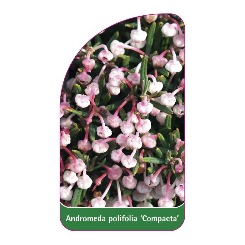 andromeda-polifolia-compacta-1