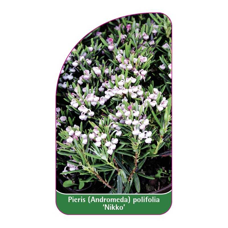 pieris-andromeda-polifolia-nikko-1