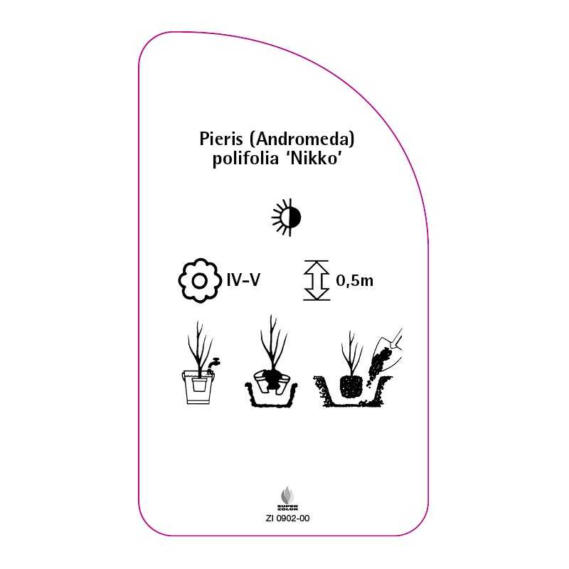 pieris-andromeda-polifolia-nikko-0