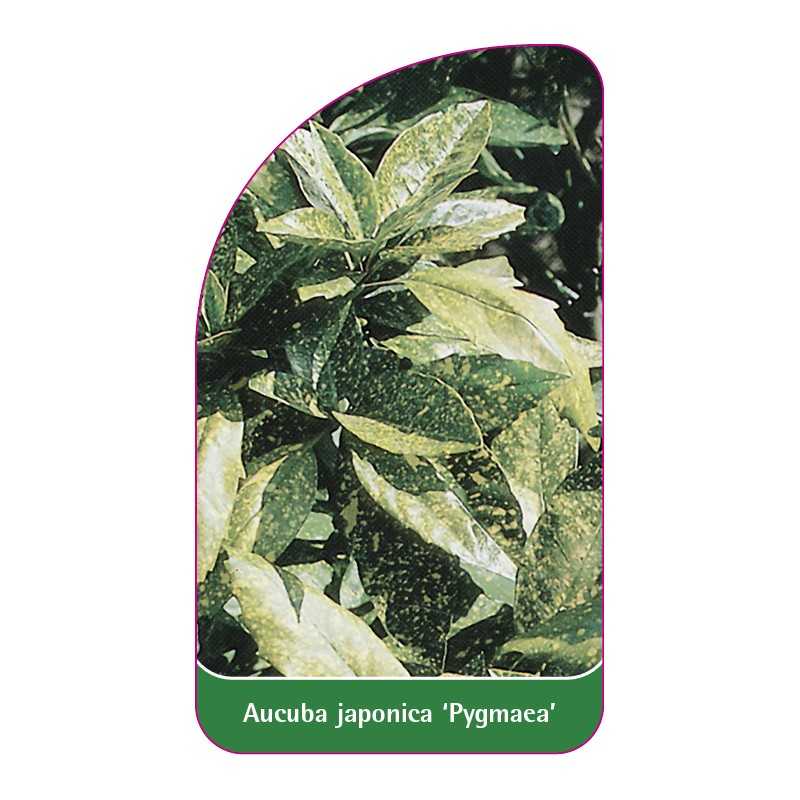 aucuba-japonica-pygmaea-1