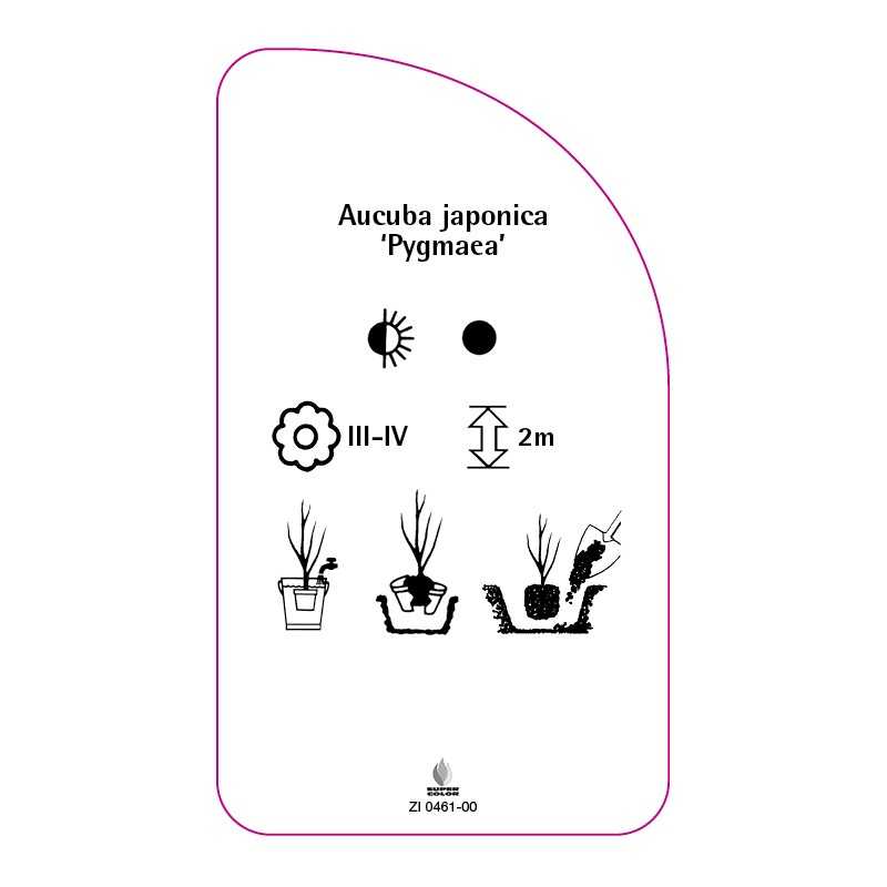 aucuba-japonica-pygmaea-0