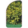 aucuba-japonica-crotonifolia-1