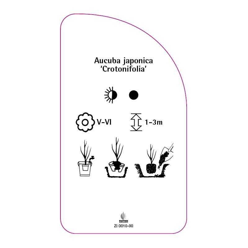 aucuba-japonica-crotonifolia-0