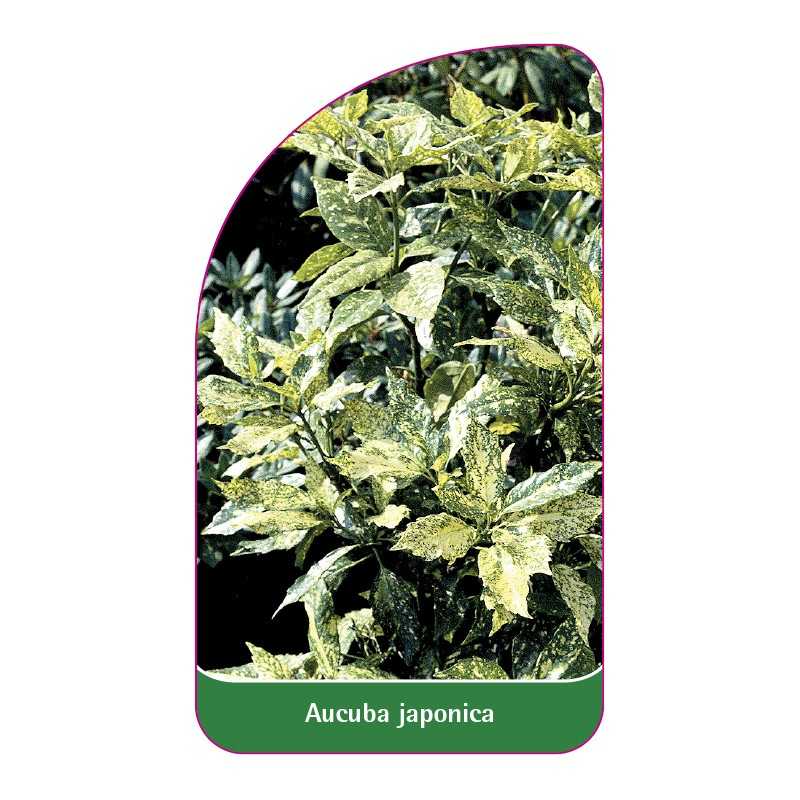 aucuba-japonica1