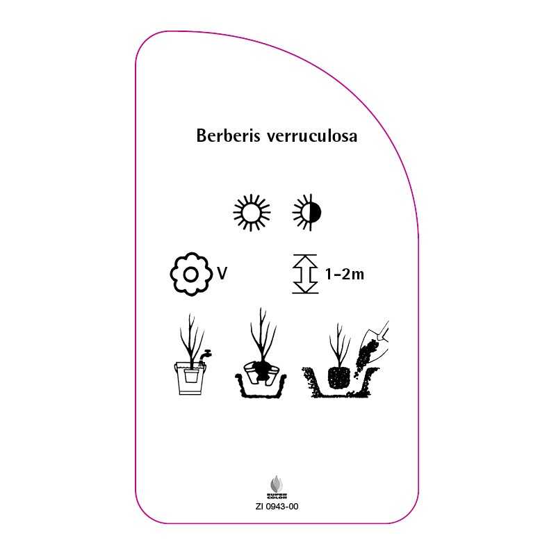 berberis-verruculosa0