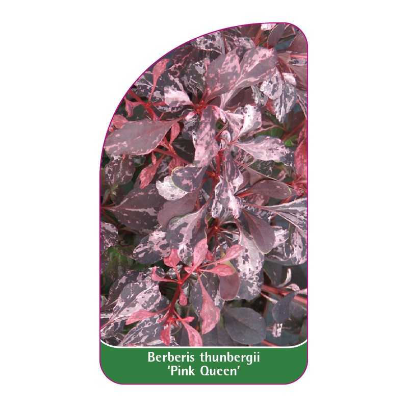 berberis-thunbergii-pink-queen-1
