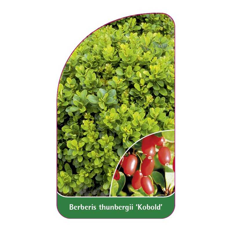berberis-thunbergii-kobold-b1