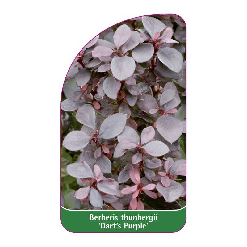 berberis-thunbergii-dart-s-purple-1