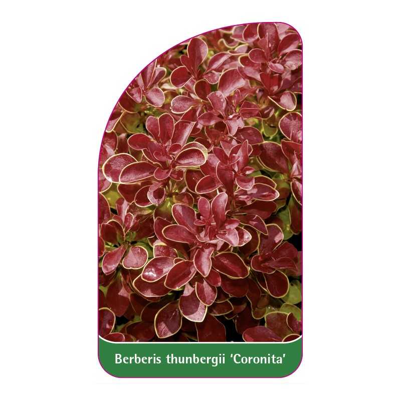 berberis-thunbergii-coronita-1