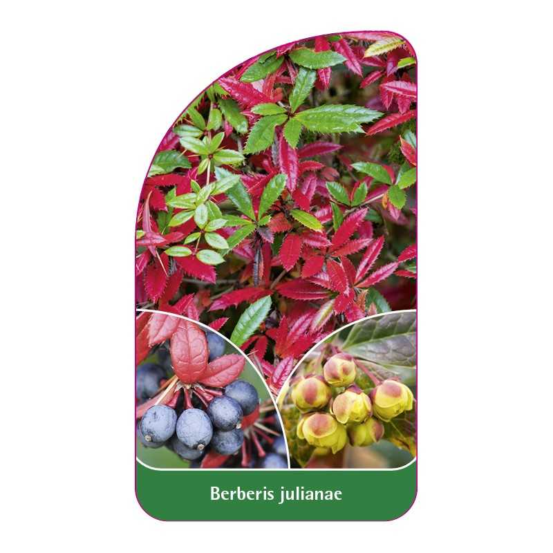 berberis-julianae1