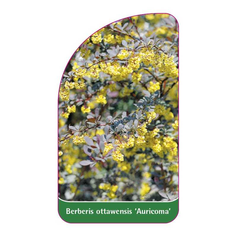 berberis-ottawensis-auricoma-1