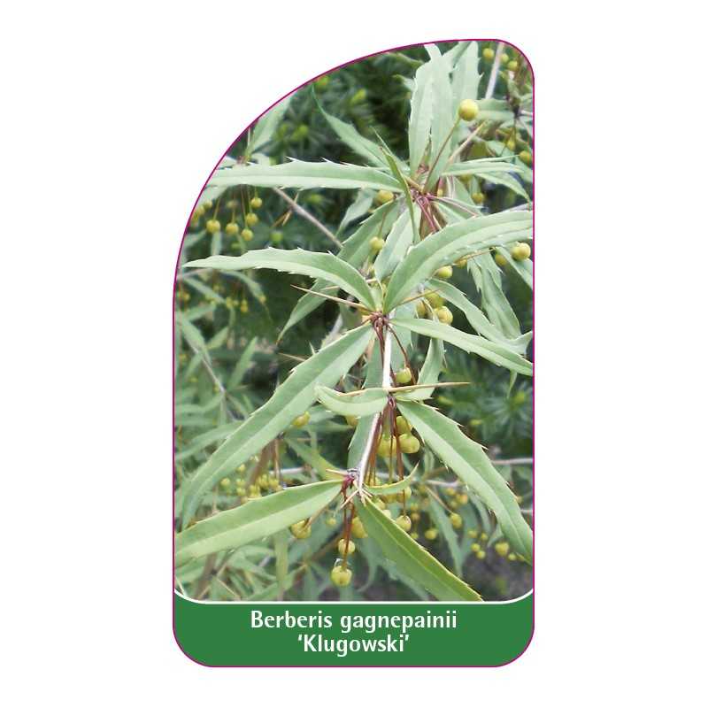 berberis-gagnepainii-klugowski-1