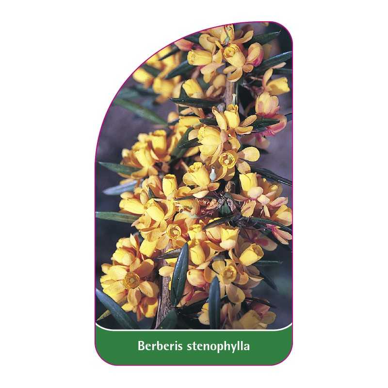 berberis-stenophylla1
