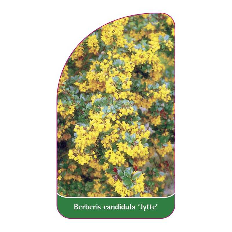 berberis-candidula-jytte-1
