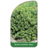 berberis-buxifolia-nana-1