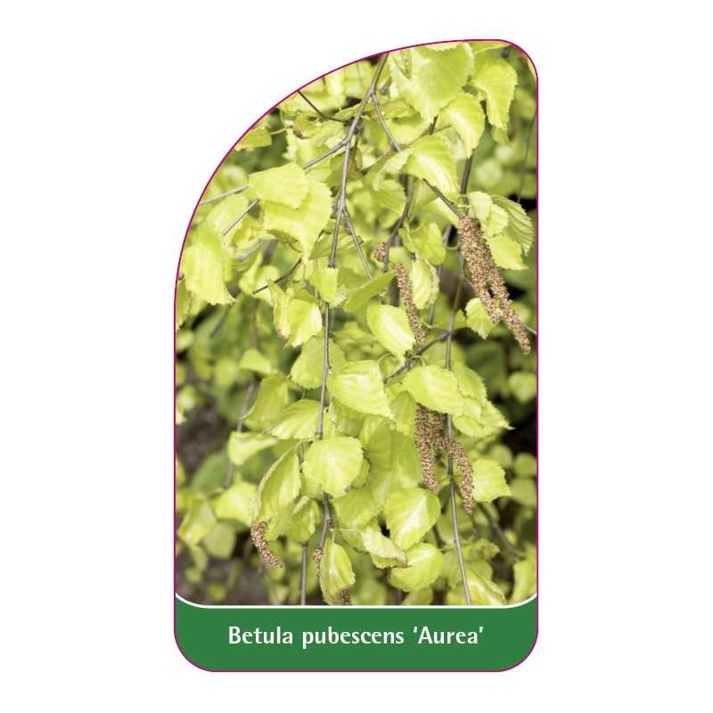 betula-pubescens-aurea-1