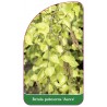 betula-pubescens-aurea-1