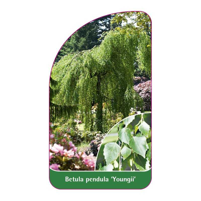 betula-pendula-youngii-b1