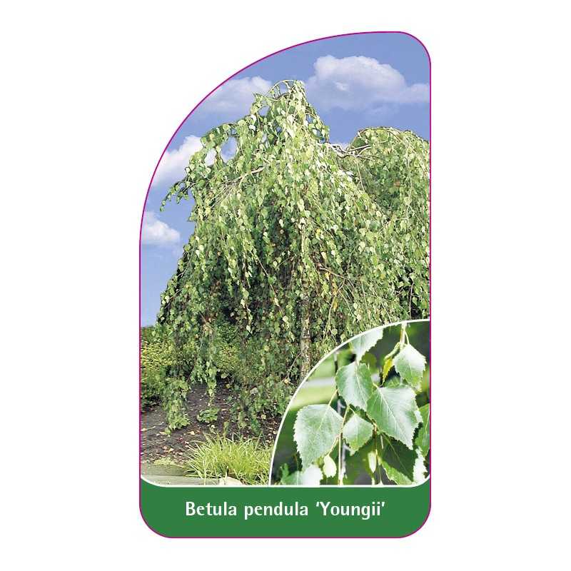 betula-pendula-youngii-a1