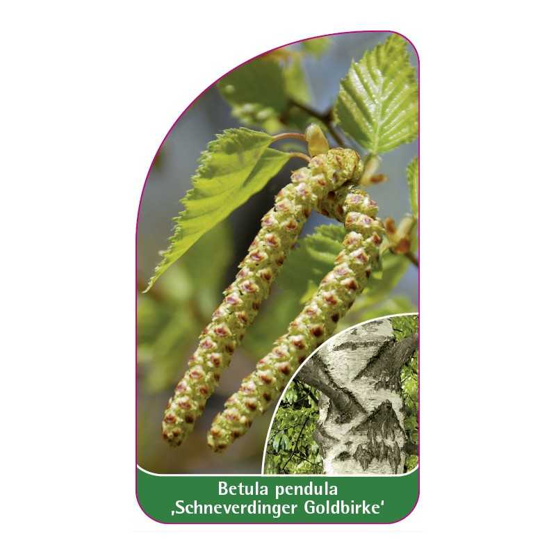 betula-pendula-schneverdinger-goldbirke-1